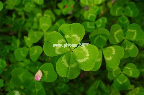 网络创意招聘销售人员广告语大全