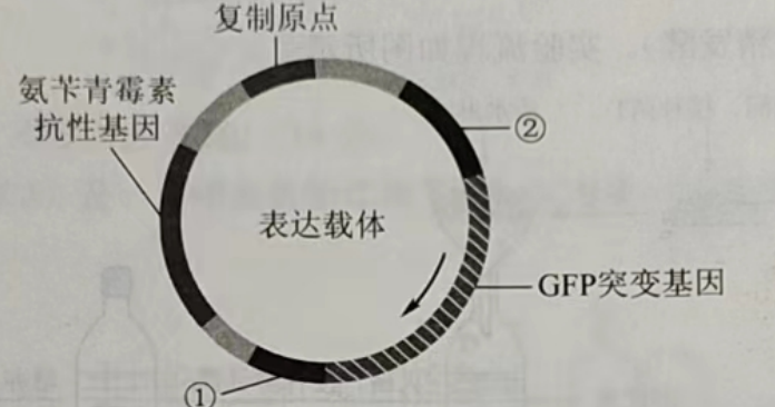 2023高考理综试题内容生物(乙卷)