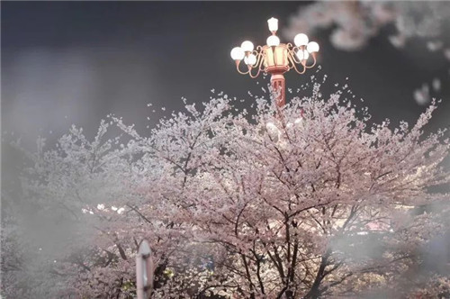 2020中秋节的经典诗词名句精选篇
