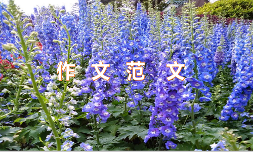 六年级这就是幸福作文450字参考